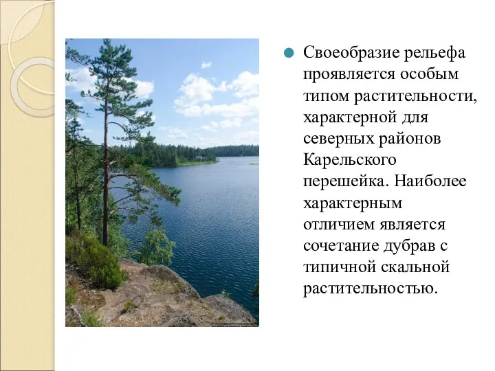 Своеобразие рельефа проявляется особым типом растительности, характерной для северных районов Карельского перешейка.