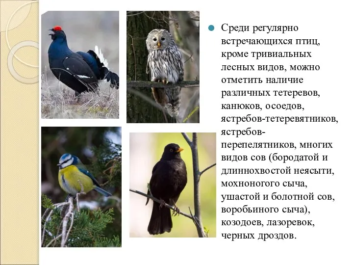 Среди регулярно встречающихся птиц, кроме тривиальных лесных видов, можно отметить наличие различных