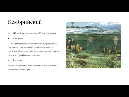 Кембрийский 541−485 млн лет назад (+/-70 млн лет назад) Животные: Расцвет морских