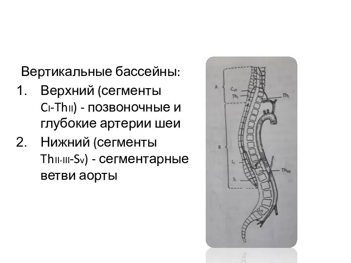 Вертикальные бассейны: Верхний (сегменты CI-ThII) - позвоночные и глубокие артерии шеи Нижний