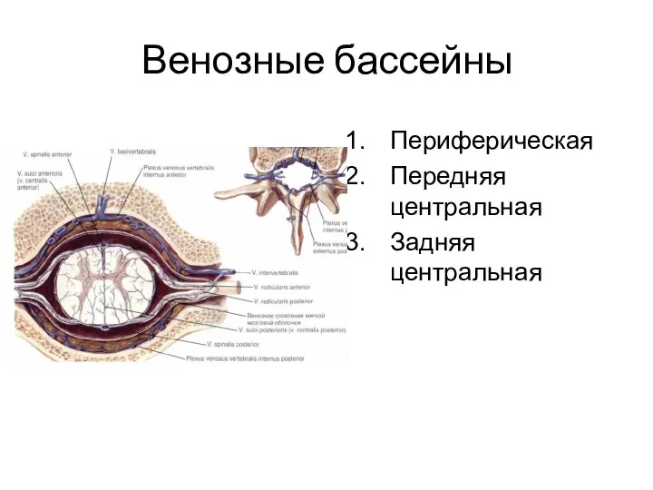 Венозные бассейны Периферическая Передняя центральная Задняя центральная