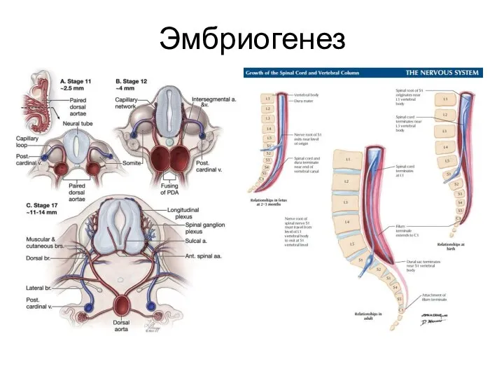 Эмбриогенез