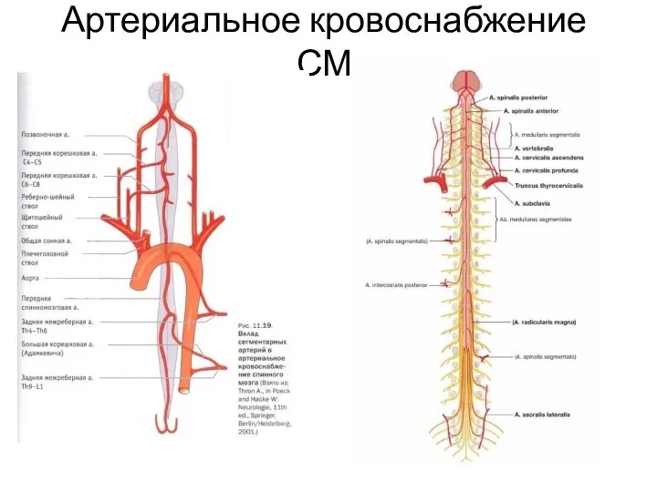 Артериальное кровоснабжение СМ