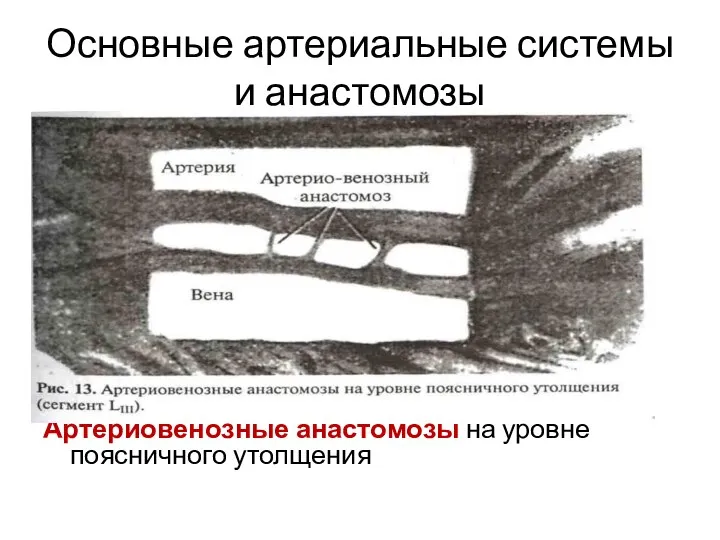 Основные артериальные системы и анастомозы Перимедуллярная сеть: Передняя и задние спинальные артерии-