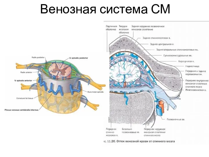 Венозная система СМ