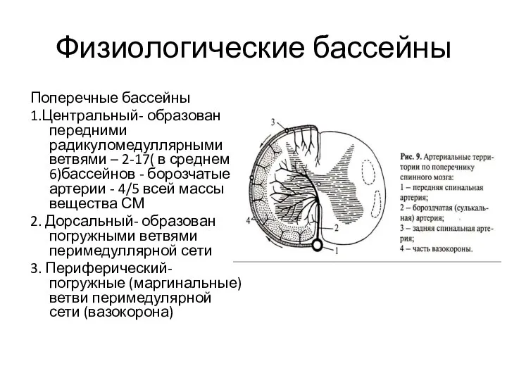 Физиологические бассейны Поперечные бассейны 1.Центральный- образован передними радикуломедуллярными ветвями – 2-17( в