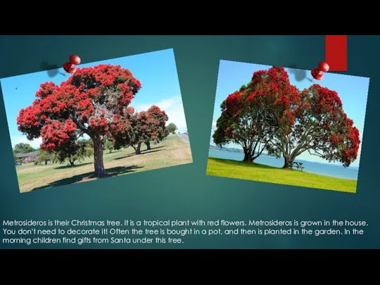 Metrosideros is their Christmas tree. It is a tropical plant with red
