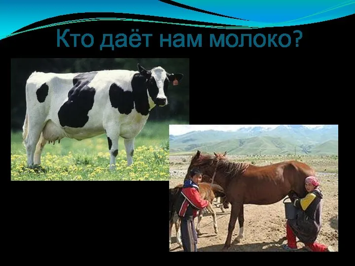 Кто даёт нам молоко? Корова Кобылица