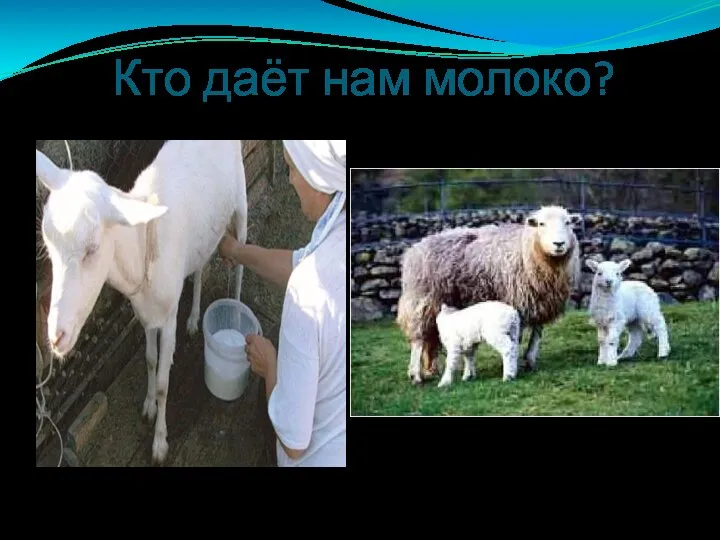 Кто даёт нам молоко? Коза Овца