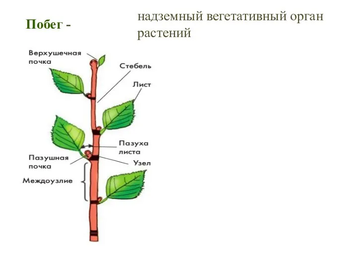 Побег - надземный вегетативный орган растений