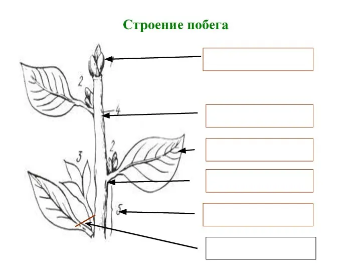 Строение побега