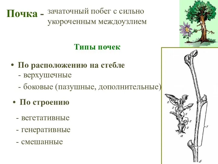 По расположению на стебле Почка - зачаточный побег с сильно укороченным междоузлием