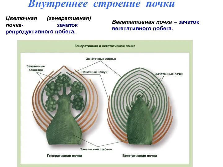 Внутреннее строение почки Цветочная (генеративная) почка- зачаток репродуктивного побега. Вегетативная почка – зачаток вегетативного побега.