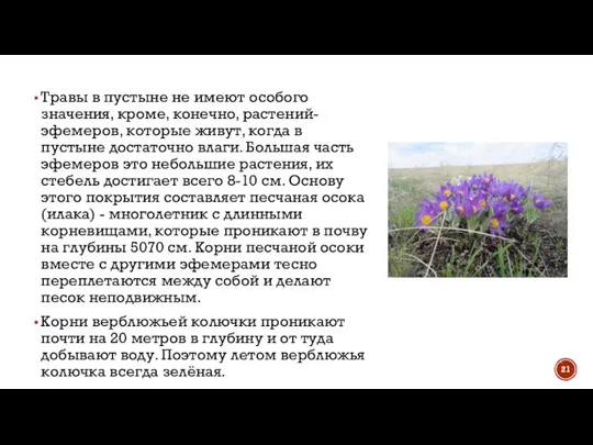 Травы в пустыне не имеют особого значения, кроме, конечно, растений-эфемеров, которые живут,