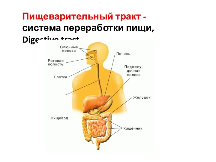 Пищеварительный тракт - система переработки пищи, Digestive tract.