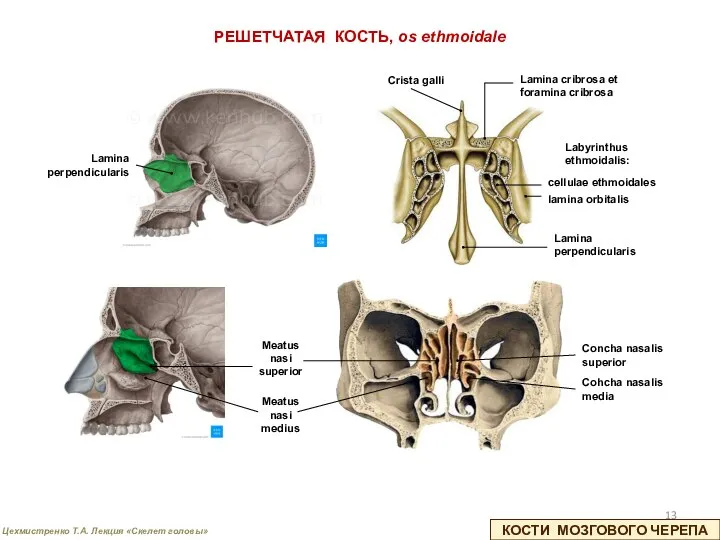 КОСТИ МОЗГОВОГО ЧЕРЕПА РЕШЕТЧАТАЯ КОСТЬ, os ethmoidale Lamina cribrosa et foramina cribrosa