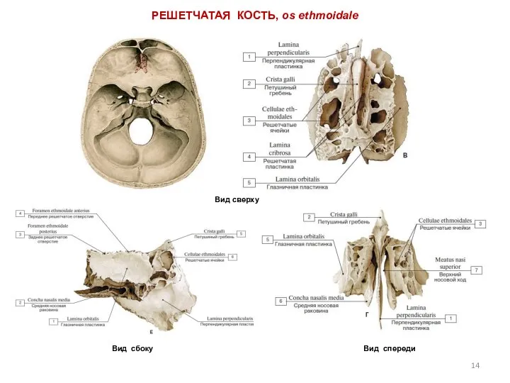 РЕШЕТЧАТАЯ КОСТЬ, os ethmoidale Вид сверху Вид сбоку Вид спереди