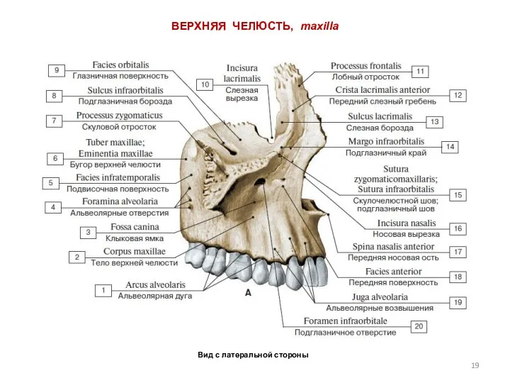 Вид с латеральной стороны ВЕРХНЯЯ ЧЕЛЮСТЬ, maxilla