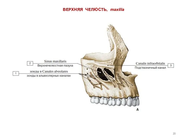 ВЕРХНЯЯ ЧЕЛЮСТЬ, maxilla