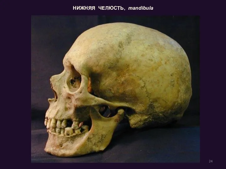 ● по развитию: первичные вторичные смешанные НИЖНЯЯ ЧЕЛЮСТЬ, mandibula