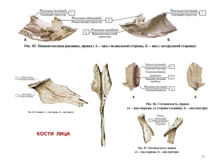 КОСТИ ЛИЦА