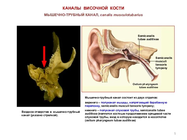 КАНАЛЫ ВИСОЧНОЙ КОСТИ МЫШЕЧНО-ТРУБНЫЙ КАНАЛ, canalis musculotubarius Входное отверстие в мышечно-трубный канал