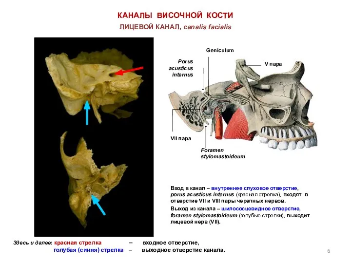 КАНАЛЫ ВИСОЧНОЙ КОСТИ ЛИЦЕВОЙ КАНАЛ, canalis facialis Вход в канал – внутреннее