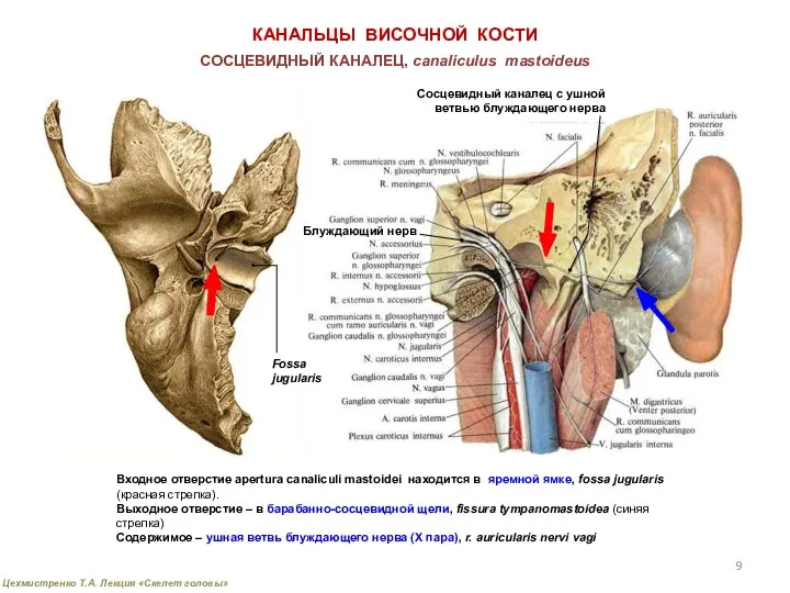 КАНАЛЬЦЫ ВИСОЧНОЙ КОСТИ СОСЦЕВИДНЫЙ КАНАЛЕЦ, canaliсulus mastoideus Входное отверстие apertura canaliculi mastoidei