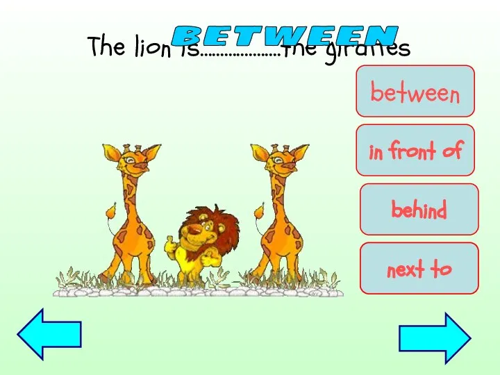 The lion is…………….….the giraffes between between in front of behind next to