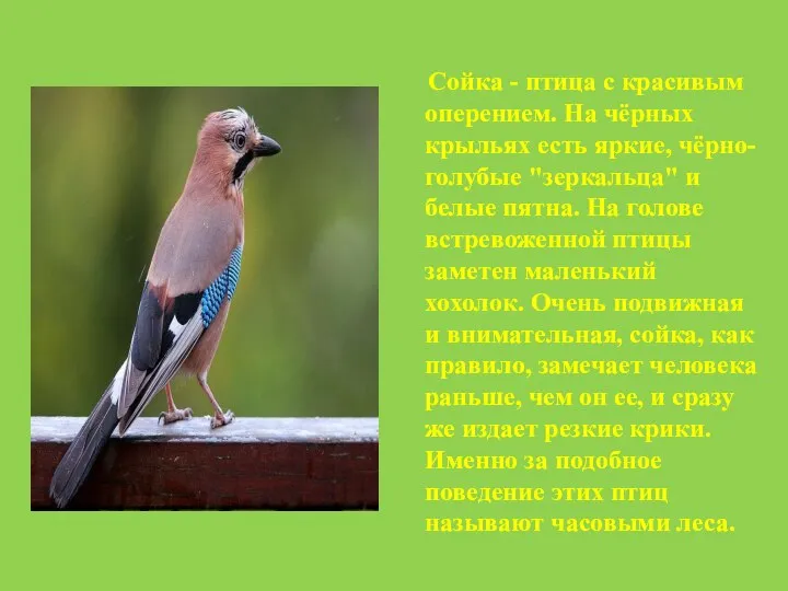 Сойка - птица с красивым оперением. На чёрных крыльях есть яркие, чёрно-голубые