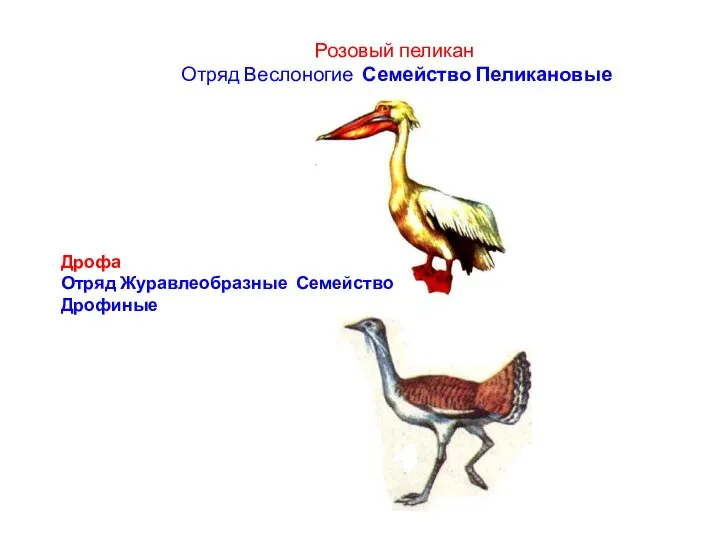 Розовый пеликан Отряд Веслоногие Семейство Пеликановые Дрофа Отряд Журавлеобразные Семейство Дрофиные