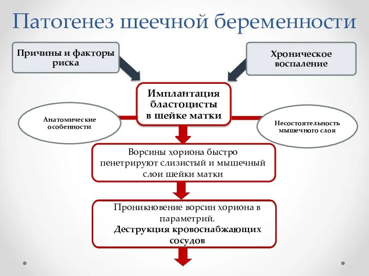 Патогенез шеечной беременности Ворсины хориона быстро пенетрируют слизистый и мышечный слои шейки