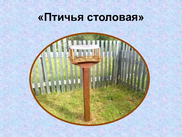 «Птичья столовая»