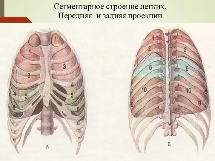 Сегментарное строение легких. Передняя и задняя проекции