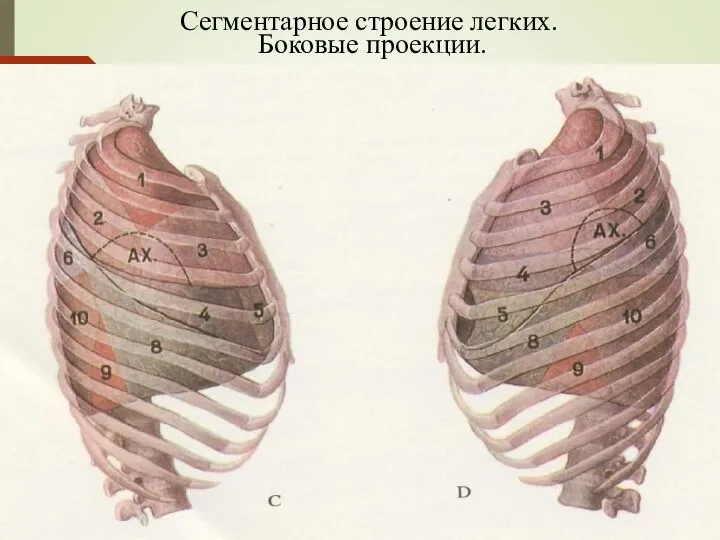 Сегментарное строение легких. Боковые проекции.
