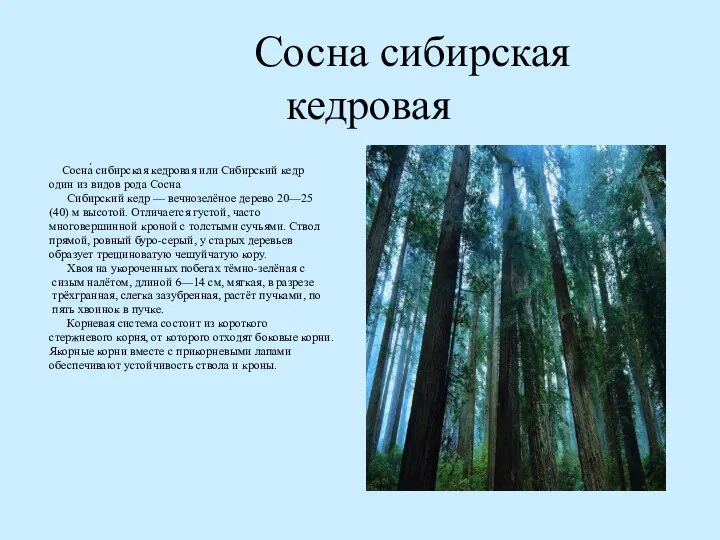 Сосна сибирская кедровая Сосна́ сибирская кедровая или Сибирский кедр один из видов