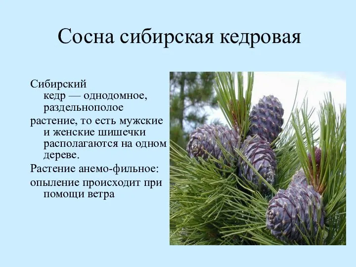 Сосна сибирская кедровая Сибирский кедр — однодомное, раздельнополое растение, то есть мужские