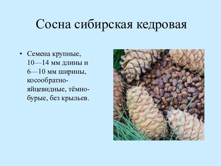 Сосна сибирская кедровая Семена крупные, 10—14 мм длины и 6—10 мм ширины, косообратно-яйцевидные, тёмно-бурые, без крыльев.