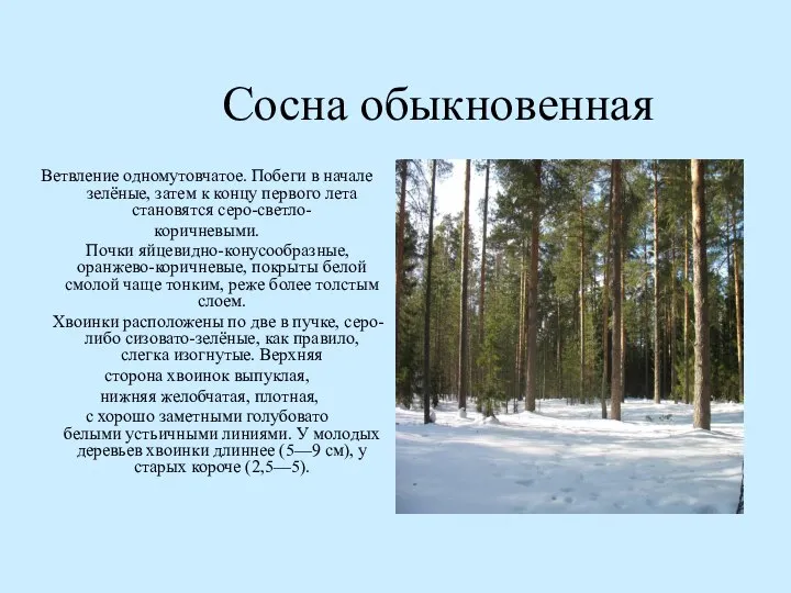 Сосна обыкновенная Ветвление одномутовчатое. Побеги в начале зелёные, затем к концу первого