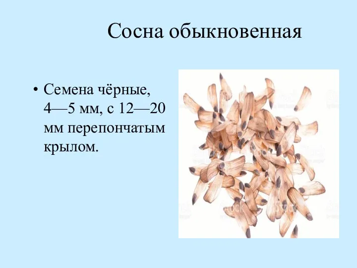 Сосна обыкновенная Семена чёрные, 4—5 мм, с 12—20 мм перепончатым крылом.