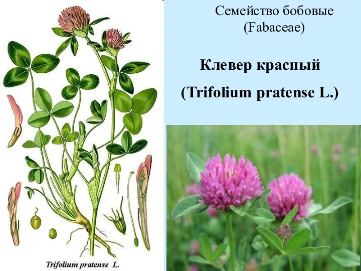 Клевер красный (Trifolium pratense L.) Семейство бобовые (Fabaceae)