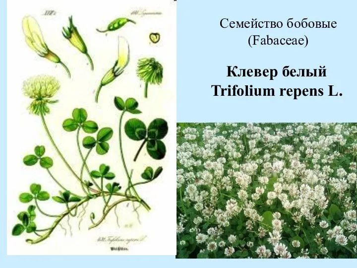 Семейство бобовые (Fabaceae) Клевер белый Trifolium repens L.