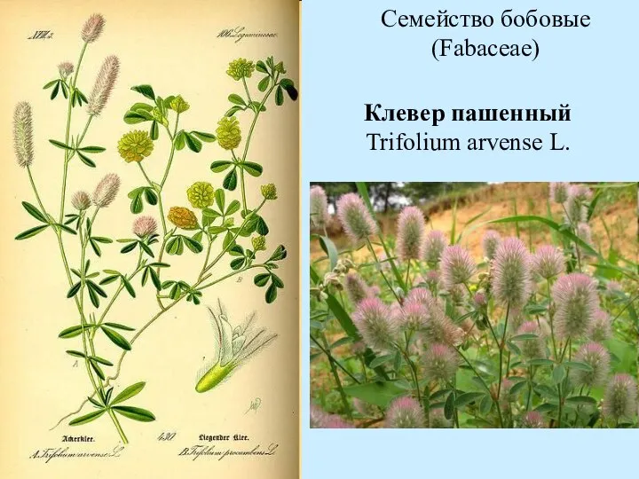Клевер пашенный Trifolium arvense L. Семейство бобовые (Fabaceae)