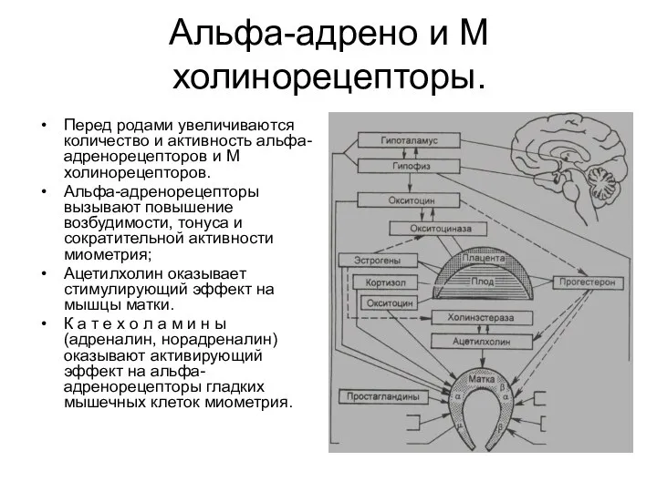 Альфа-адрено и М­холинорецепторы. Перед родами увеличиваются количество и активность альфа-адренорецепторов и М­холинорецепторов.