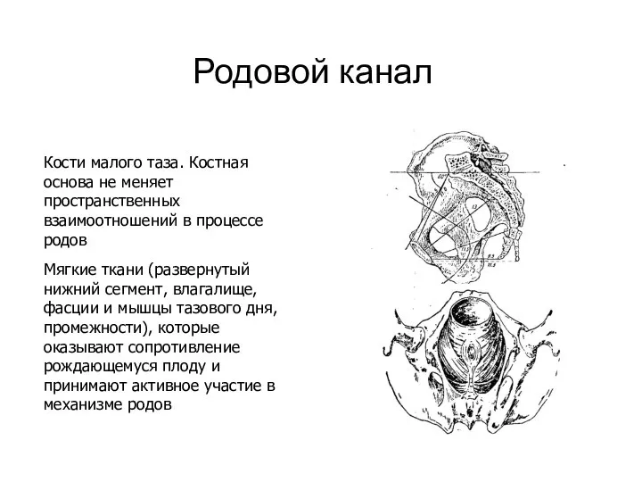 Родовой канал Кости малого таза. Костная основа не меняет пространственных взаимоотношений в