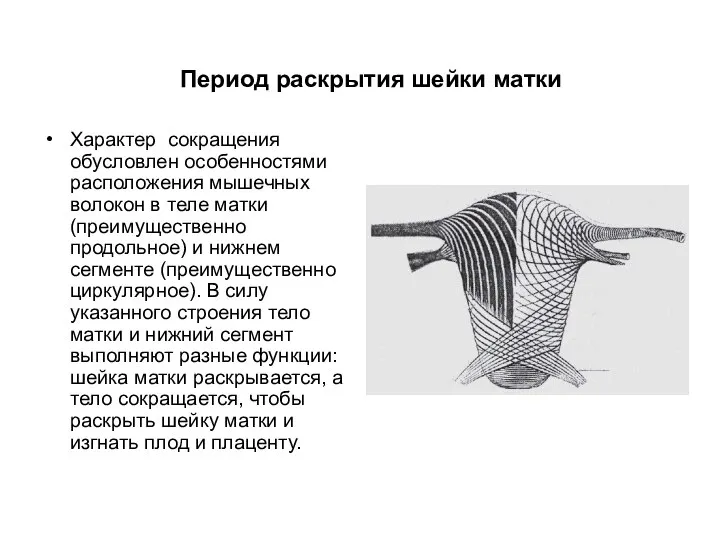 Характер сокращения обусловлен особенностями расположения мышечных волокон в теле матки (преимущественно продольное)