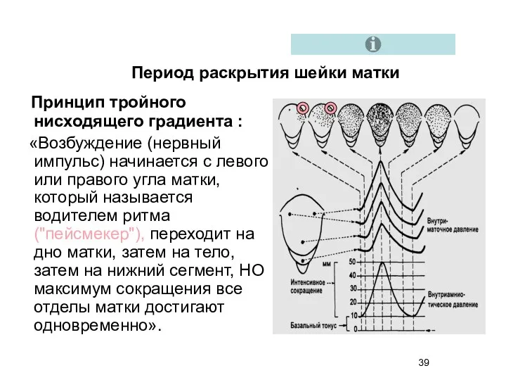 Принцип тройного нисходящего градиента : «Возбуждение (нервный импульс) начинается с левого или