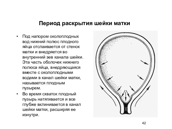 Под напором околоплодных вод нижний полюс плодного яйца отслаивается от стенок матки