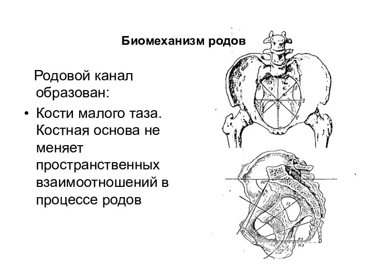 Родовой канал образован: Кости малого таза. Костная основа не меняет пространственных взаимоотношений