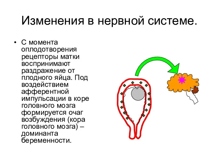 Изменения в нервной системе. С момента оплодотворения рецепторы матки воспринимают раздражение от